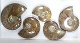 Lot: kg Iridescent, Red Flash Ammonites (-) - Pieces #82486-3